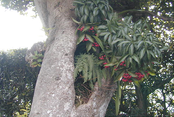 富貴蘭以外の植物［栽培風景］