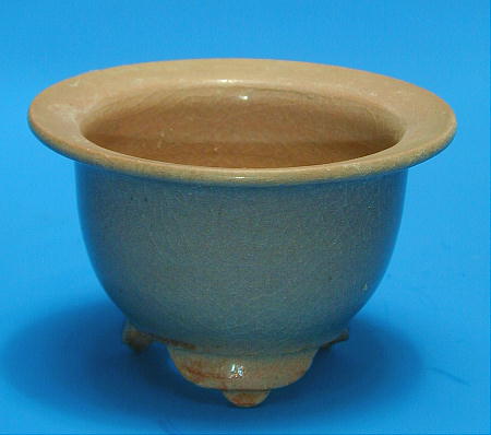 富貴蘭の鉢