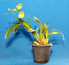 オンシジューム